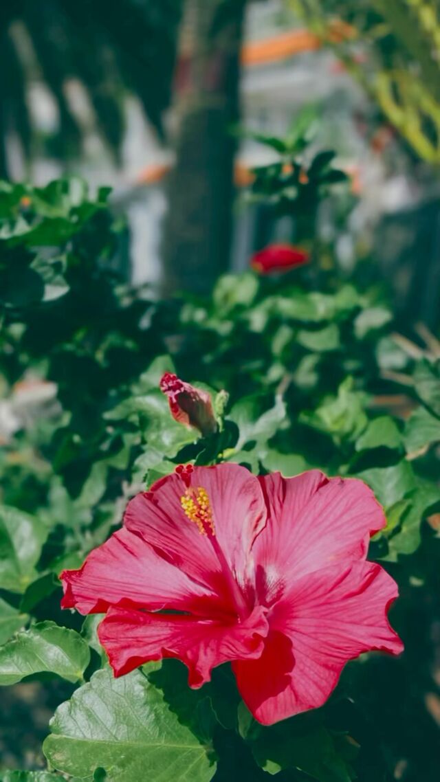 With summery temperatures and a gentle touch of refreshing sea breeze, we send you warm, heartfelt greetings from the delightful garden of Castillo Moro. May your 1st Advent shine with love, light, and serenity – a celebration for your heart and soul.💞💞💞

#castillomoro #christmastime #merrylife #canaryislands #tenerife #holidayvilla #retreatvenue #eventlocation #uniquestayexperience #peacefulplacesonearth #islandserenity
